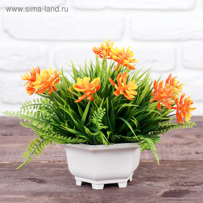 Бонсай в горшке "Эхеверия с папоротником" 12*18 см, микс 
Бонсай в горшке "Эхеверия с папоротником" 12*18 см, микс