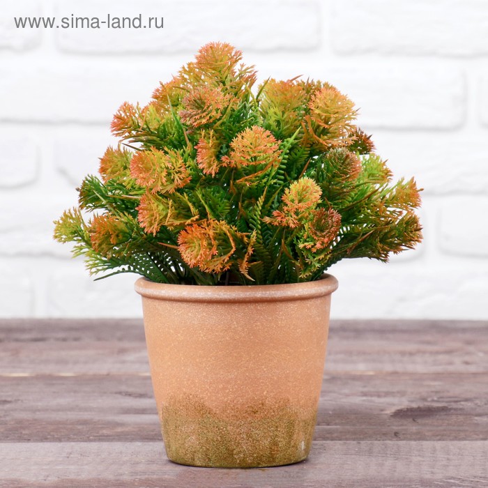 Бонсай в горшке "Укроп пушистый" 11,5*21 см, микс
Бонсай в горшке "Укроп пушистый" 11,5*21 см, микс