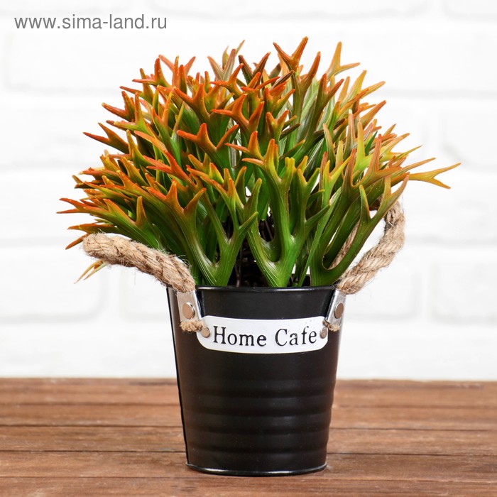 Бонсай в горшке "Платицериум" 11*23 см, микс
Бонсай в горшке "Платицериум" 11*23 см, микс