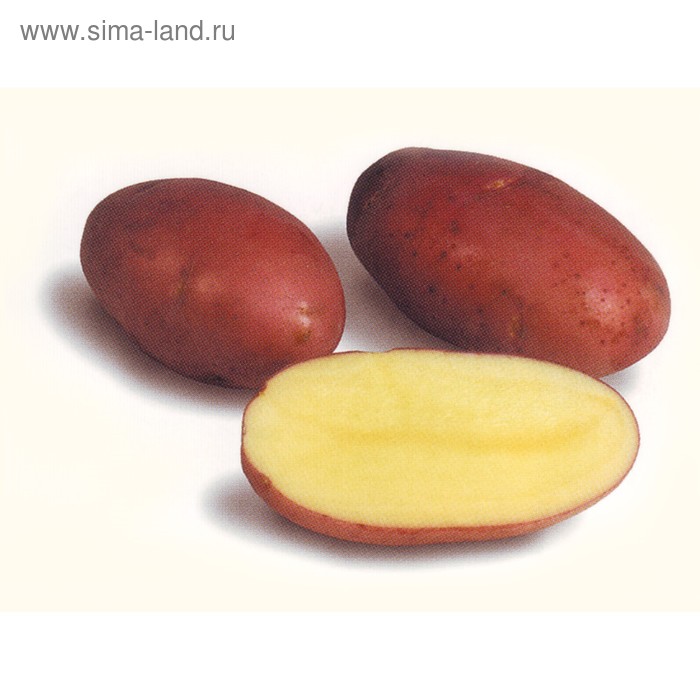 Семенной картофель "Розара", 1 кг +/- 10%, Элита
Семенной картофель "Розара", 1 кг +/- 10%, Элита