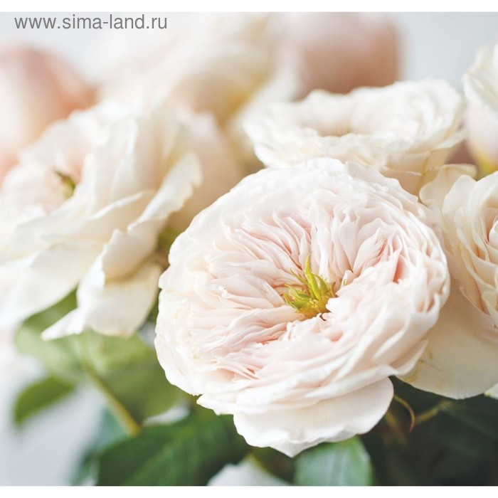 Фотообои "Цветы ранункулюса", 210х200 см, 130 г/м
Фотообои "Цветы ранункулюса", 210х200 см, 130 г/м