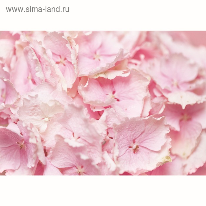 Фотообои "Цветы гортензии", 200х140 см, 130 г/м
Фотообои "Цветы гортензии", 200х140 см, 130 г/м