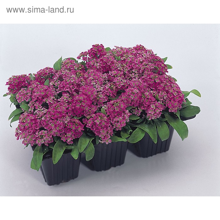 Семена цветов Алиссум Эстер Боннет Дип Пинк 5000 шт
Семена цветов Алиссум Эстер Боннет Дип Пинк 5000 шт