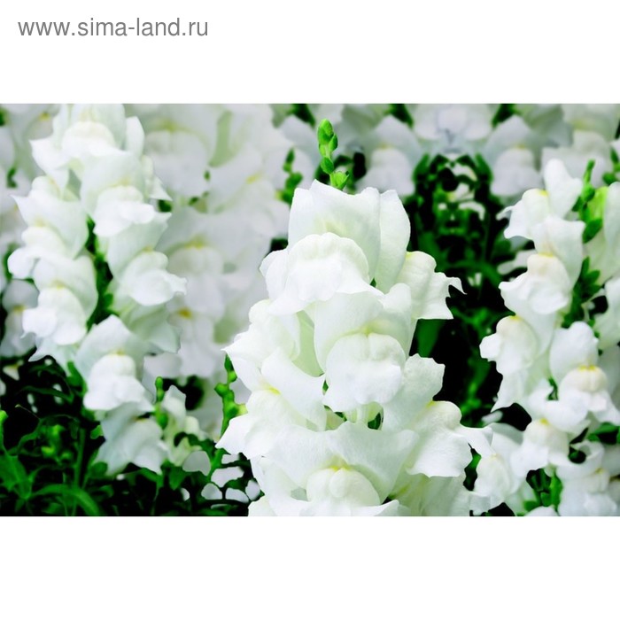 Семена цветов Антирринум Снеппи Вайт 1000 шт
Семена цветов Антирринум Снеппи Вайт 1000 шт