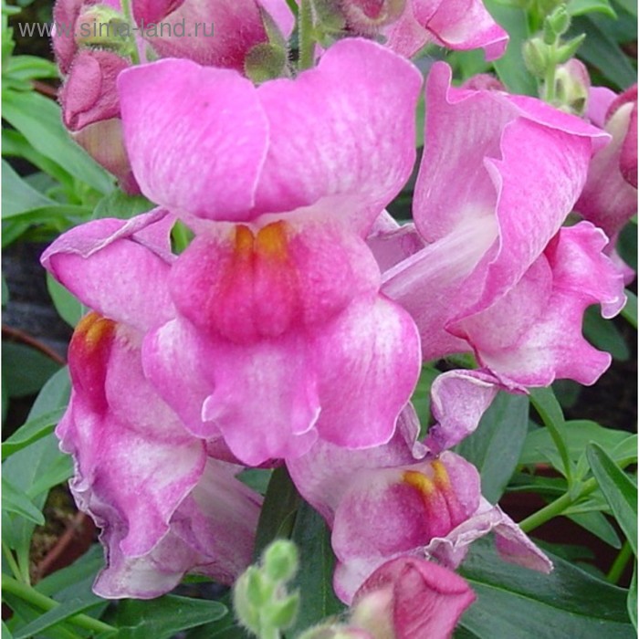 Семена цветов Антирринум Снеппи Маве 1000 шт 
Семена цветов Антирринум Снеппи Маве 1000 шт