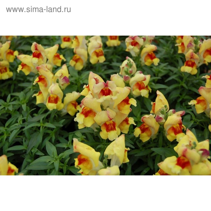 Семена цветов Антирринум Снеппи Пич Флейм 1000 шт
Семена цветов Антирринум Снеппи Пич Флейм 1000 шт