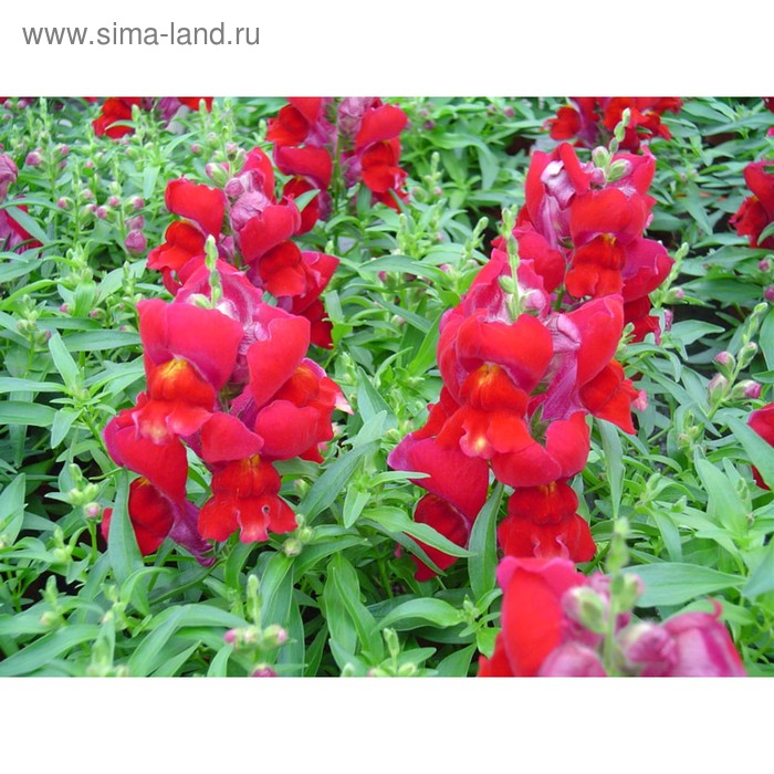 Семена цветов Антирринум Снеппи Ред 1000 шт
Семена цветов Антирринум Снеппи Ред 1000 шт