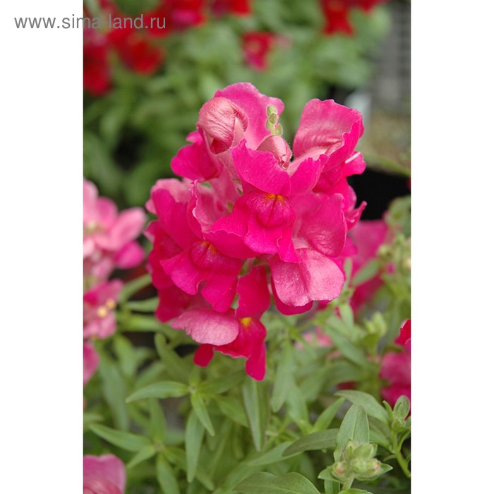 Семена цветов Антирринум Снэпшот Пурпл 1000 шт
Семена цветов Антирринум Снэпшот Пурпл 1000 шт