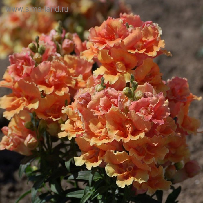 Семена цветов Антирринум Твинни Бронз Шейдс 1000 шт
Семена цветов Антирринум Твинни Бронз Шейдс 1000 шт