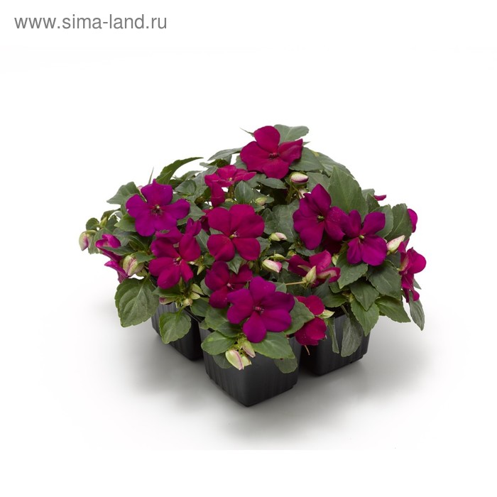 Семена цветов Бальзамин Уоллера Баланс Виолет 1000 шт
Семена цветов Бальзамин Уоллера Баланс Виолет 1000 шт