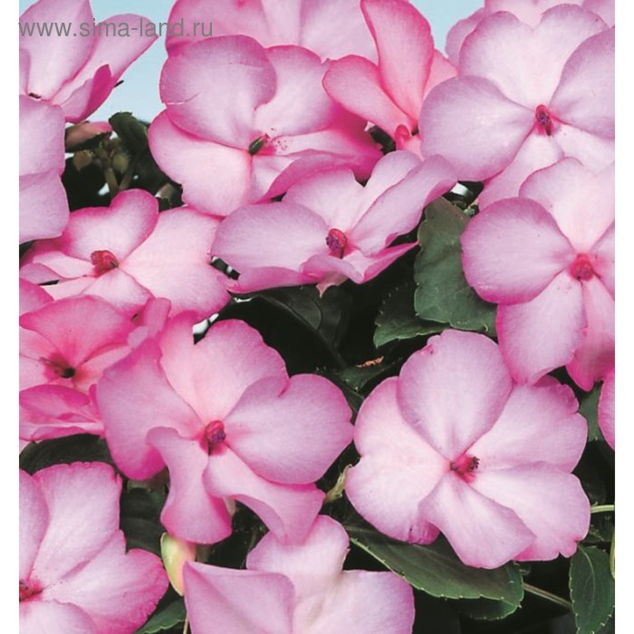 Семена цветов Бальзамин Уоллера Баланс Роуз 1000 шт
Семена цветов Бальзамин Уоллера Баланс Роуз 1000 шт