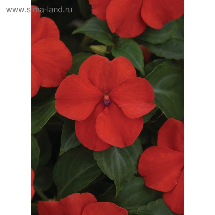 Семена цветов Бальзамин Уоллера Бикон Брайт Ред 500 шт
Семена цветов Бальзамин Уоллера Бикон Брайт Ред 500 шт