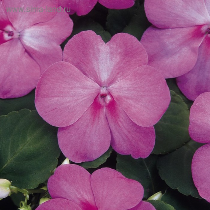 Семена цветов Бальзамин Уоллера Супер Эльфин ХР Блю Перл 500 шт
Семена цветов Бальзамин Уоллера Супер Эльфин ХР Блю Перл 500 шт