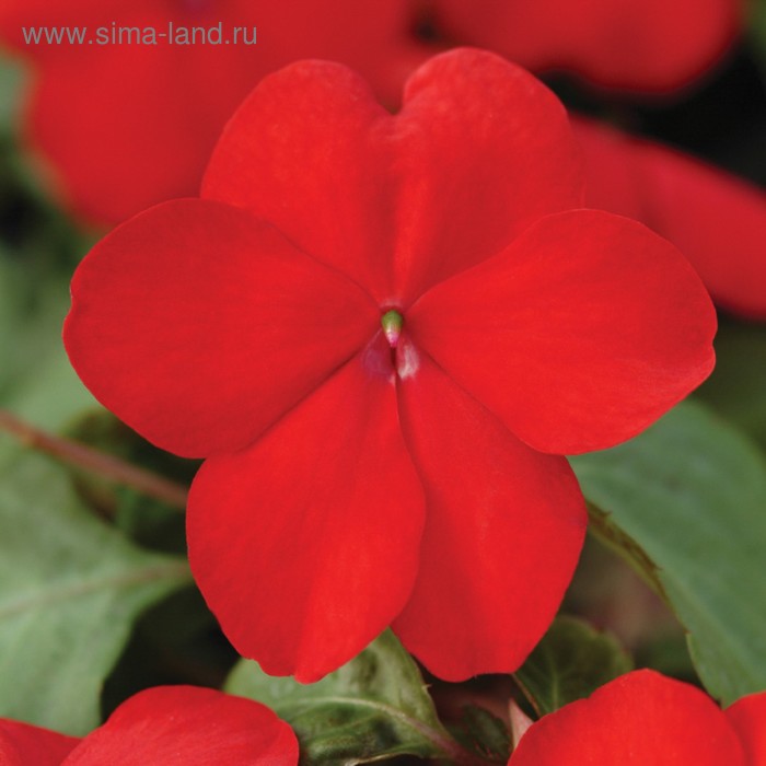 Семена цветов Бальзамин Уоллера Супер Эльфин ХР Ред 1000 шт
Семена цветов Бальзамин Уоллера Супер Эльфин ХР Ред 1000 шт