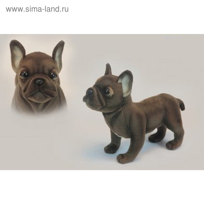 Французский бульдог, стоящий, 26 см
Французский бульдог, стоящий, 26 см