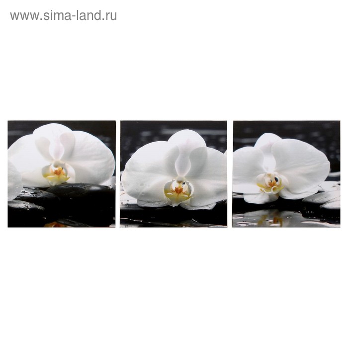 Модульная картина "Три орхидеи" (3-35х35) 35х105 см
Модульная картина "Три орхидеи" (3-35х35) 35х105 см