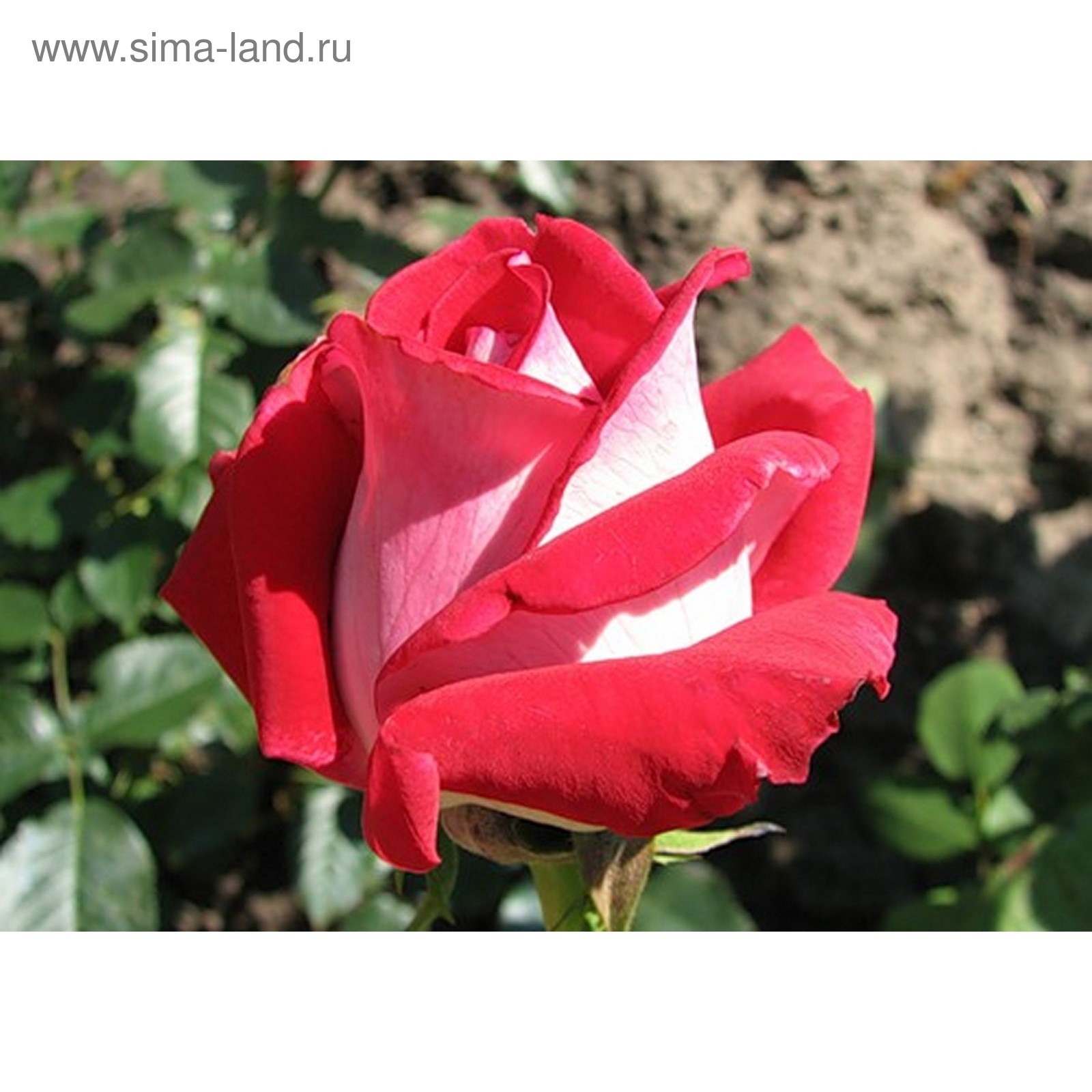 Роза Люксор Фото – Telegraph