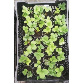 Рассада Клубники Сан Андреас, ремонтантный сорт, ЗКС 
Рассада Клубники Сан Андреас, ремонтантный сорт, ЗКС