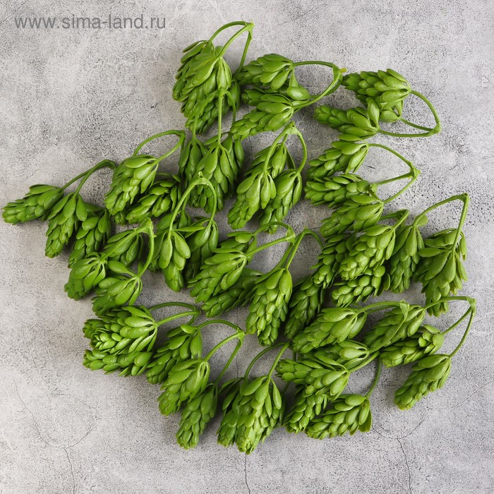 Декоративный хмель 6,5 см, зелёный
Декоративный хмель 6,5 см, зелёный