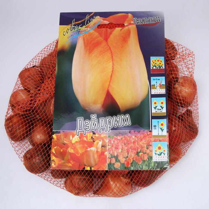 фото Тюльпан "дэйдрим" 60см, р/р 11/12, сетка 50 шт colorline