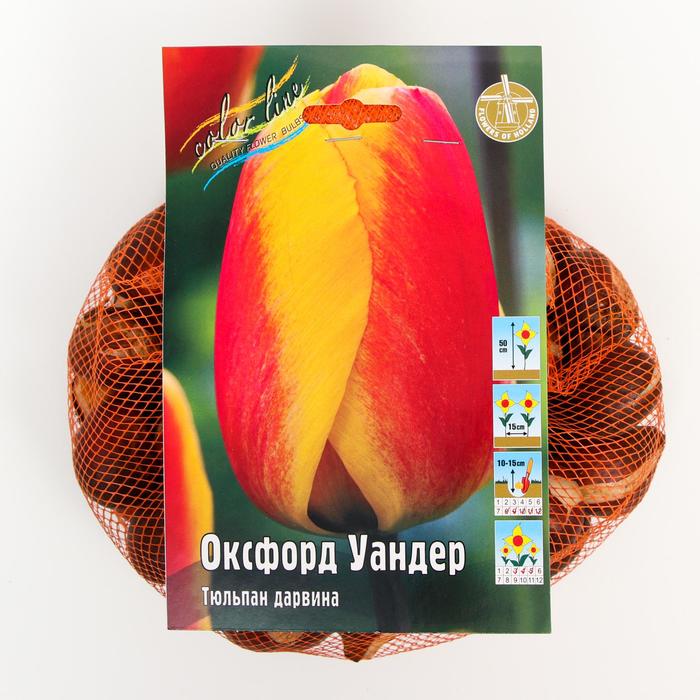 фото Тюльпан "оксфорд уандер" 50см, р/р 11/12, сетка 50 шт colorline