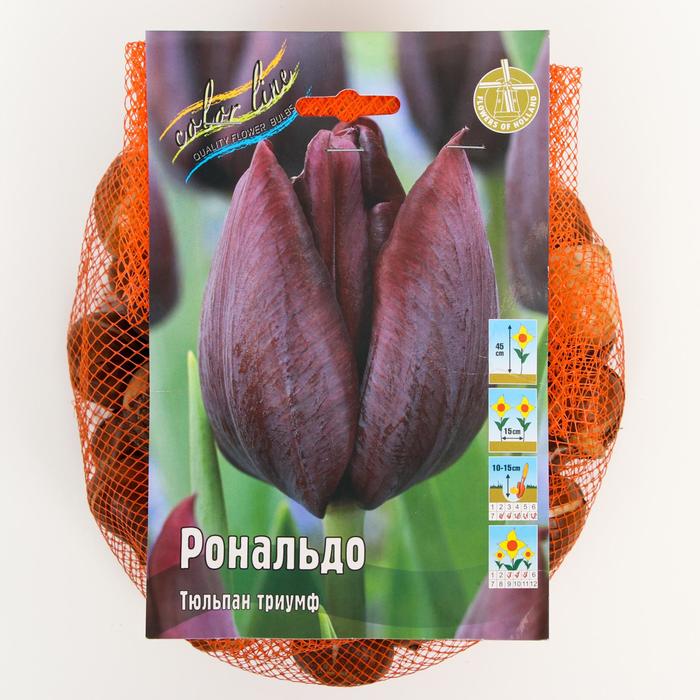 фото Тюльпан "рональдо" 50см, р/р 11/12, сетка 50 шт colorline
