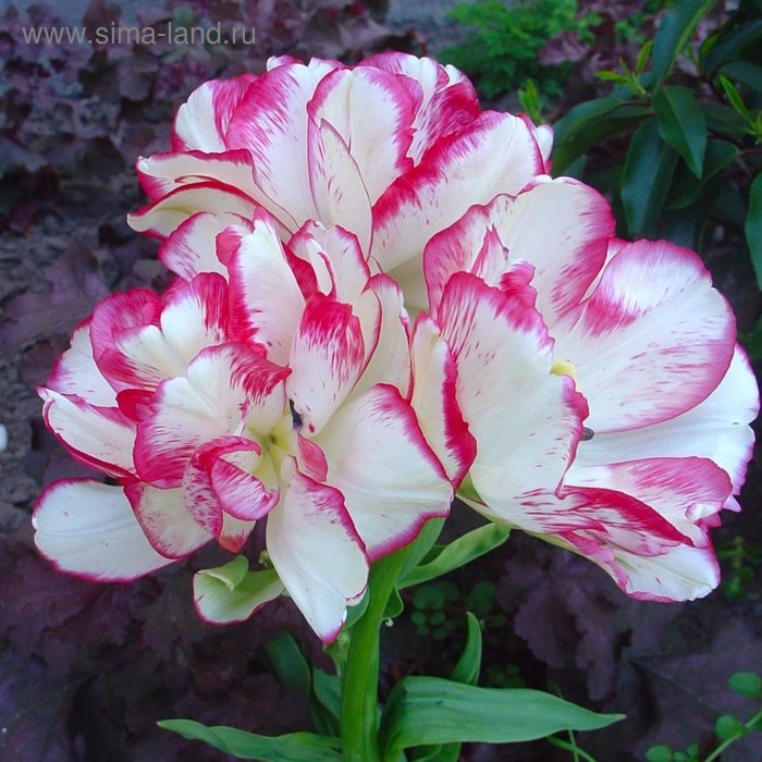 фото Тюльпан "белиция" 55см, р/р 12/+, сетка 50 шт colorline