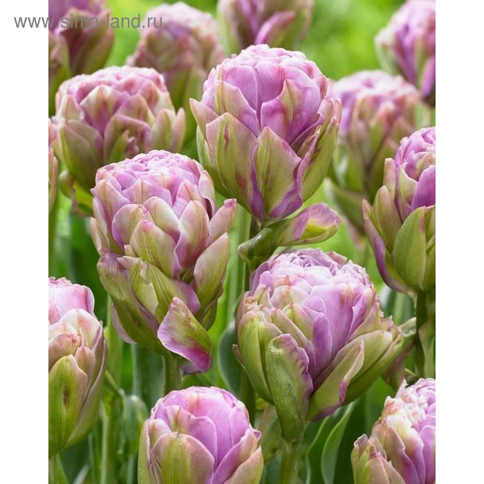 фото Тюльпан "виолет прана" 45см, р/р 11/12, сетка 50 шт colorline
