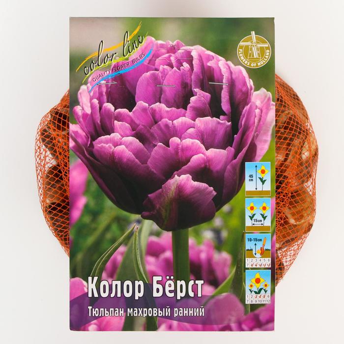 фото Тюльпан "колор бёрст" 45см, р/р 11/12, сетка 50 шт colorline