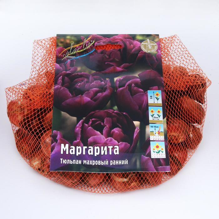 фото Тюльпан "маргарита" 40см, р/р 11/12, сетка 50 шт colorline