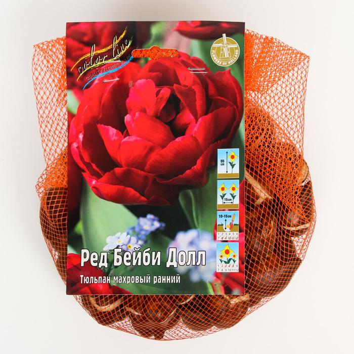 фото Тюльпан "ред бейби долл" 55см, р/р 11/12, сетка 50 шт colorline
