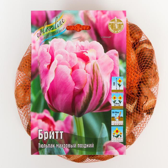 фото Тюльпан "бритт" 45см, р/р 11/12, сетка 50 шт colorline