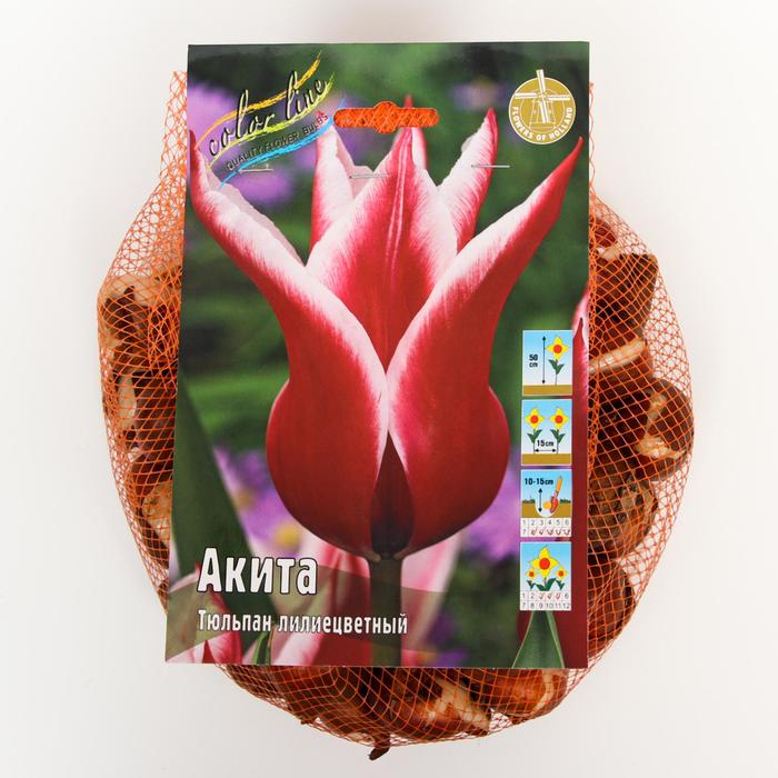 фото Тюльпан "акита" 50см, р/р 11/12, сетка 50 шт colorline