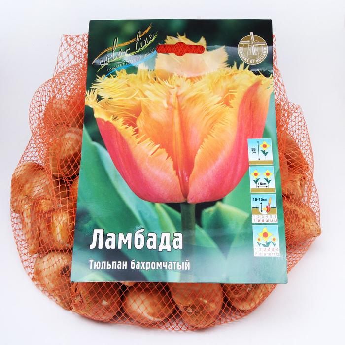 фото Тюльпан "ламбада" 55см, р/р 11/12, сетка 50 шт colorline