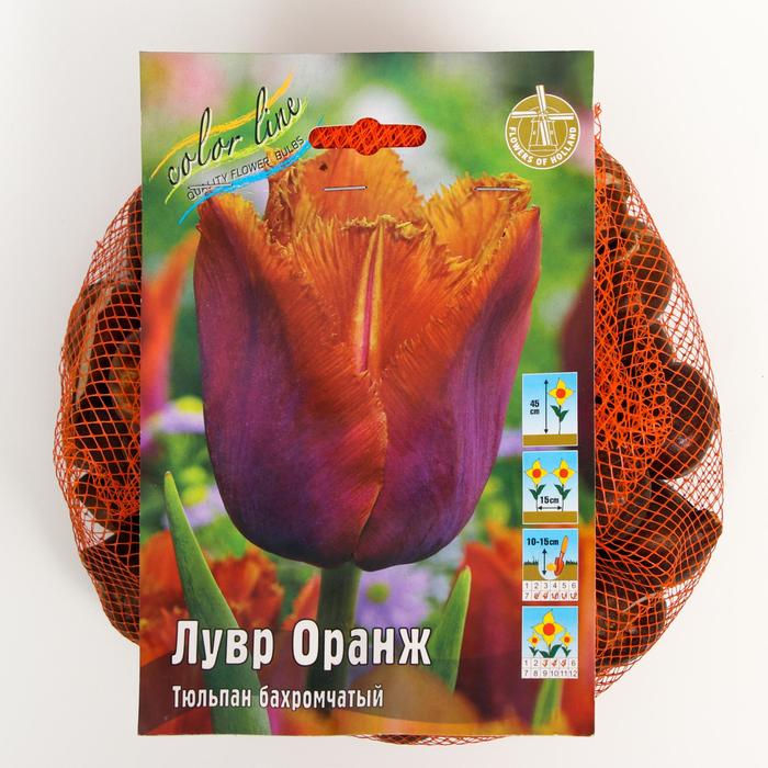 фото Тюльпан "лувр оранж" 50см, р/р 11/12, сетка 50 шт colorline