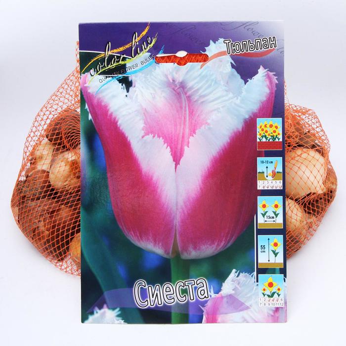 фото Тюльпан "сиеста" 55см, р/р 11/12, сетка 50 шт colorline