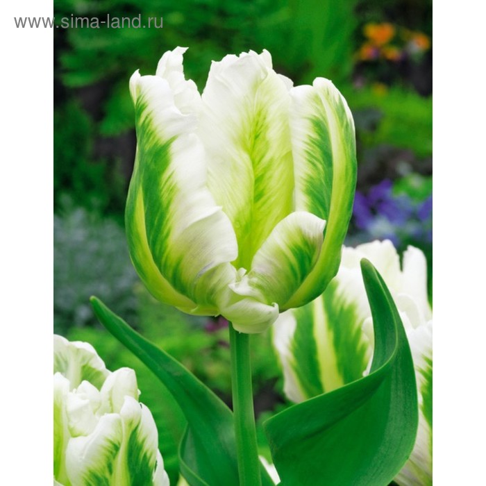 фото Тюльпан "мадонна" 50см, р/р 11/12, сетка 50 шт colorline