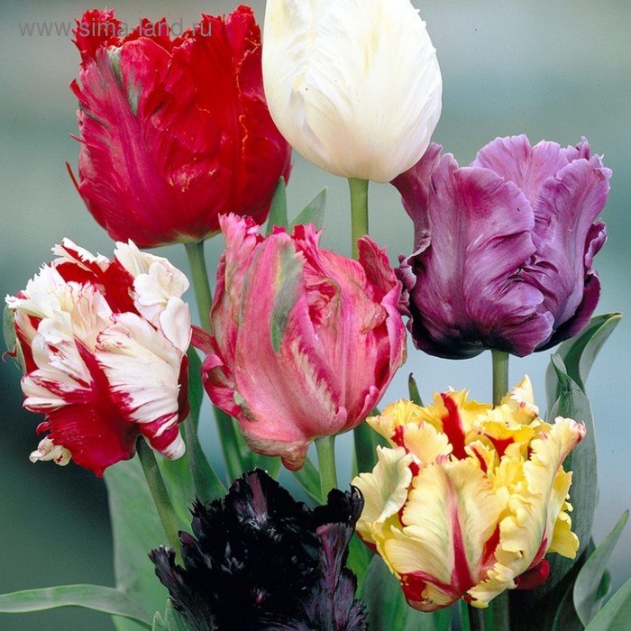 фото Тюльпан "попугайные, смесь" 45см, р/р 11/12, сетка 50 шт colorline