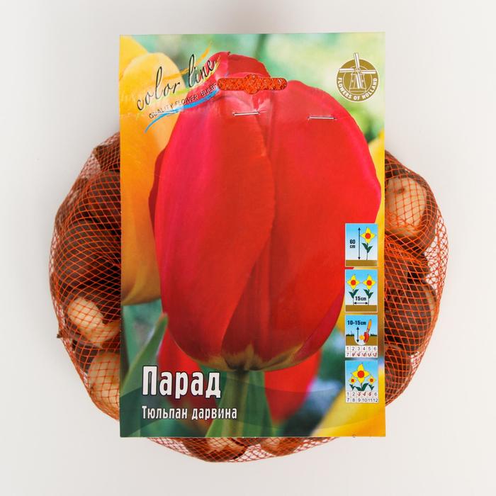 фото Тюльпан "парад" 60см, р/р 11/12, сетка 50 шт colorline