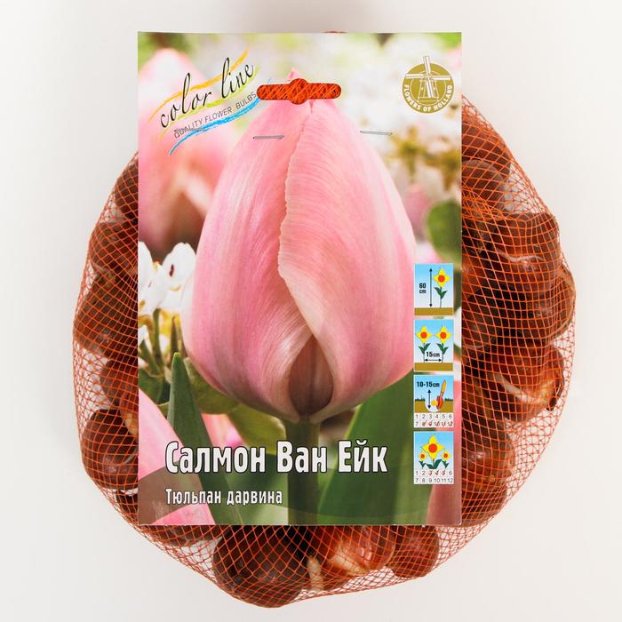 фото Тюльпан "салмон ван ейк" 60см, р/р 11/12, сетка 50 шт colorline