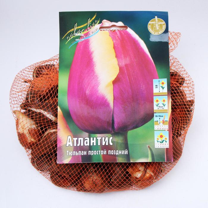 Тюльпан "Атлантис" 55см, р/р 11/12, сетка 50 шт
Тюльпан "Атлантис" 55см, р/р 11/12, сетка 50 шт