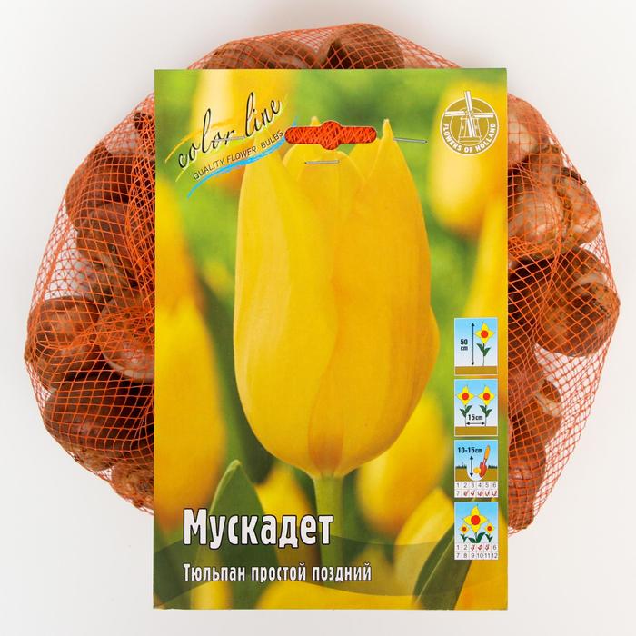 фото Тюльпан "мускадет" 60см, р/р 11/12, сетка 50 шт colorline
