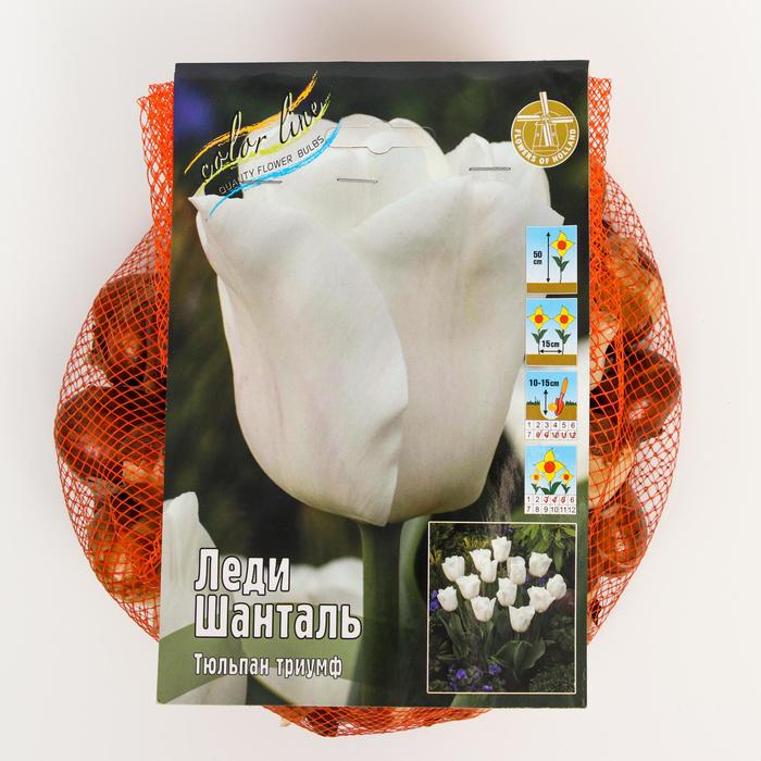 фото Тюльпан "леди шанталь" 50см, р/р 11/12, сетка 50 шт colorline