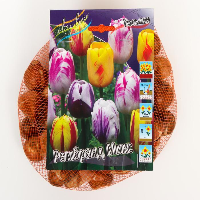 фото Тюльпан "рембранд микс" 50см, р/р 11/12, сетка 50 шт colorline