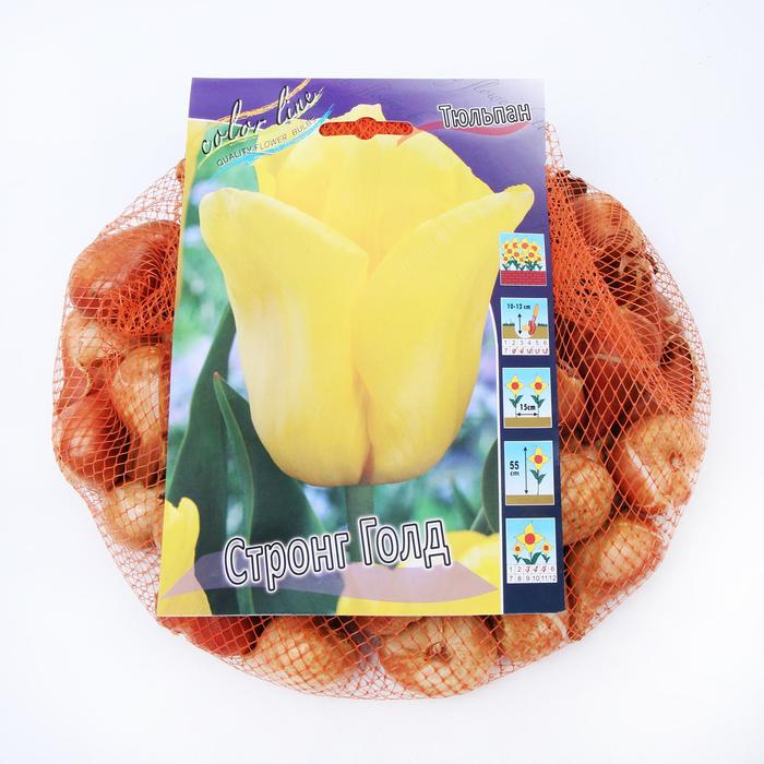 фото Тюльпан "стронг голд" 55см, р/р 11/12, сетка 50 шт colorline
