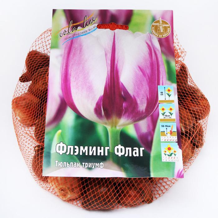 фото Тюльпан "флэминг флаг" 45см, р/р 11/12, сетка 50 шт colorline