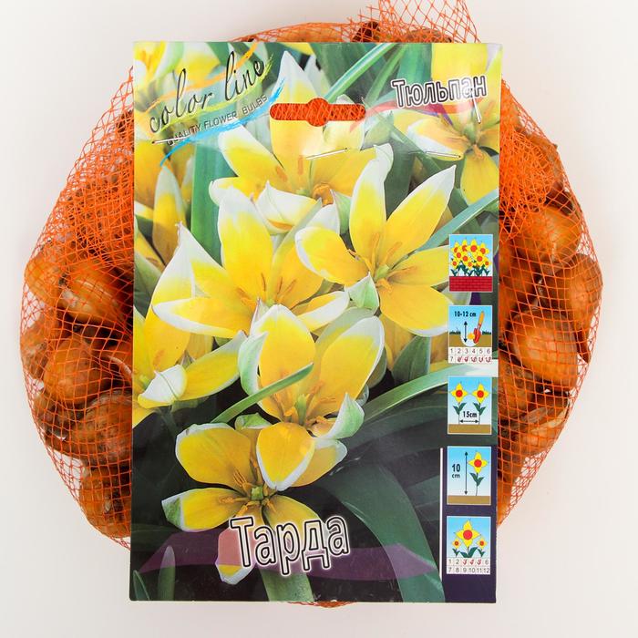 фото Тюльпан "тарда" 10см, р/р 8/+, сетка 100 шт colorline