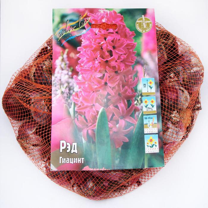 фото Гиацинт "рэд" 25см, р/р 14/15, сетка 50 шт colorline