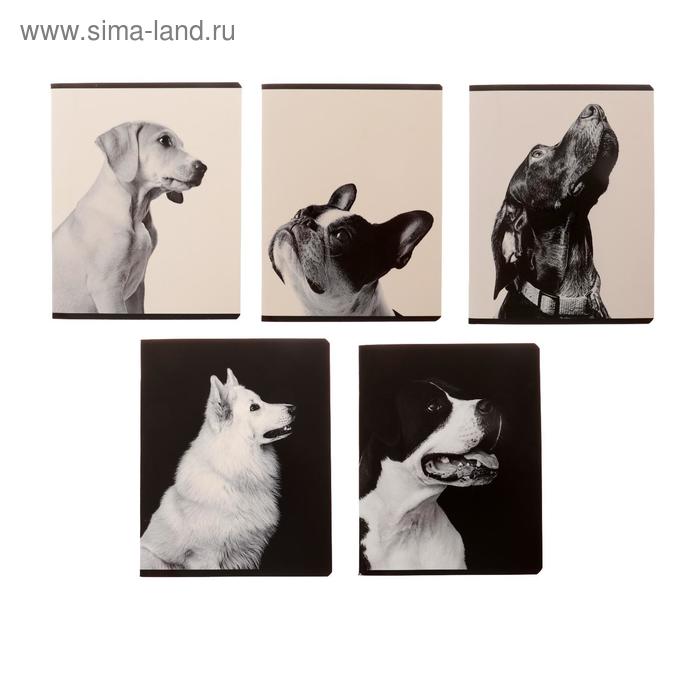 Тетрадь 60 листов в клетку «Черное и белое», обложка мелованный картон, выборочный УФ-лак, блок офсет, МИКС
Тетрадь 60 листов в клетку «Черное и белое», обложка мелованный картон, выборочный УФ-лак, блок офсет, МИКС