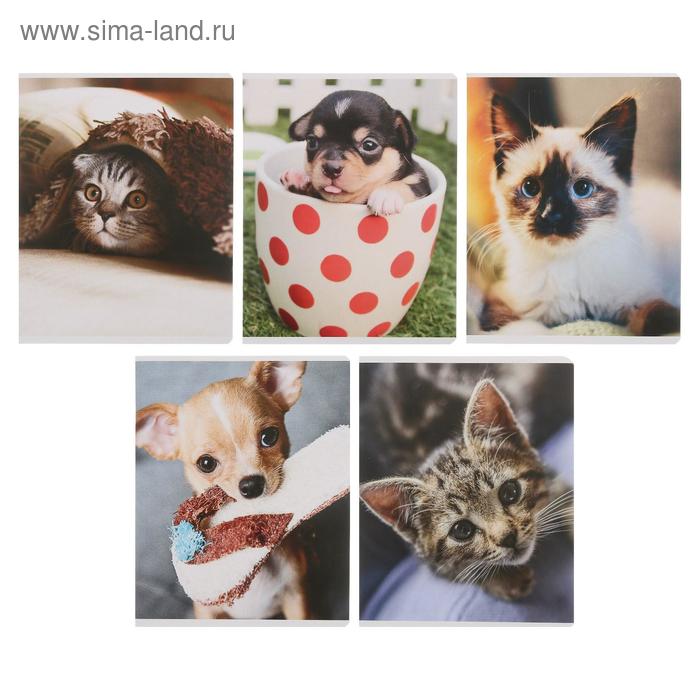 Тетрадь 48 листов в клетку "Домашняя милота", обложка мелованный картон, блок офсет, МИКС
Тетрадь 48 листов в клетку "Домашняя милота", обложка мелованный картон, блок офсет, МИКС